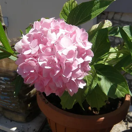 Kristina, I Soba Apartman Primošten