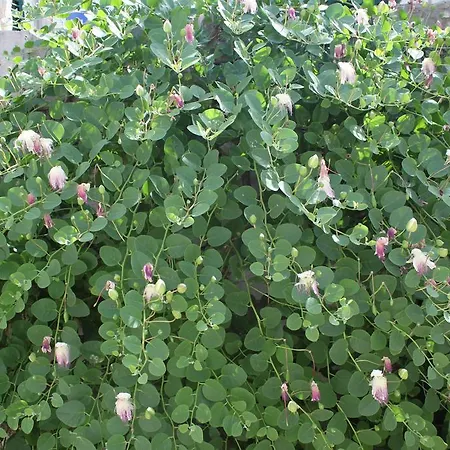 Kristina, I Soba * Primošten