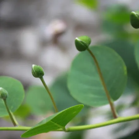 Kristina, I Soba Primošten
