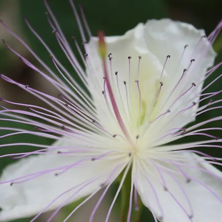 Kristina, I Soba Apartment