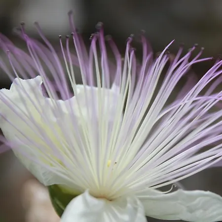 Kristina, I Soba * Primošten