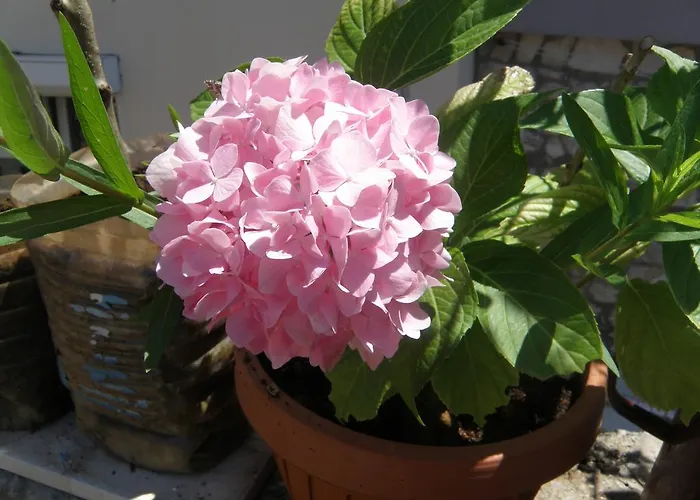 Kristina Appartement Primošten