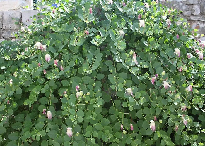 Kristina, I Soba * 프리모스턴