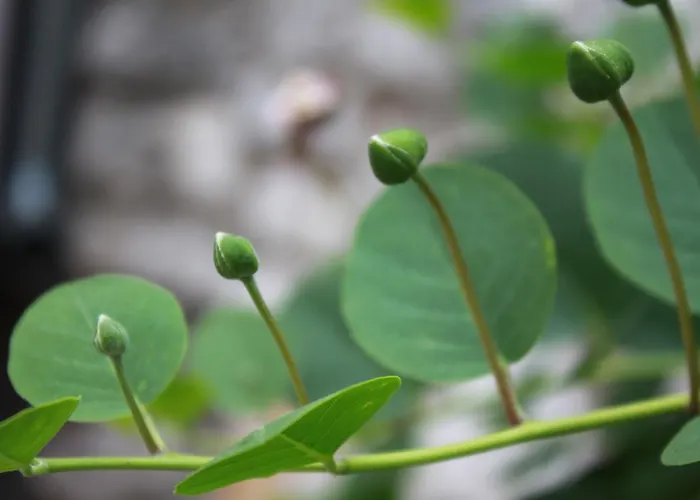 Kristina, I Soba 프리모스턴