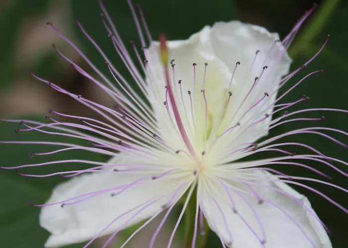 Kristina, I Soba Appartement