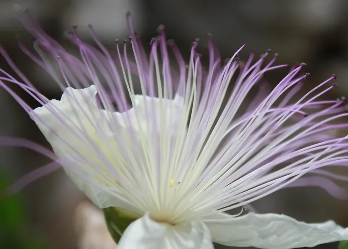 Kristina, I Soba * Primošten